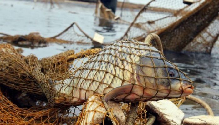 За незаконный вылов сазана осуждены браконьеры в Туркестанской области