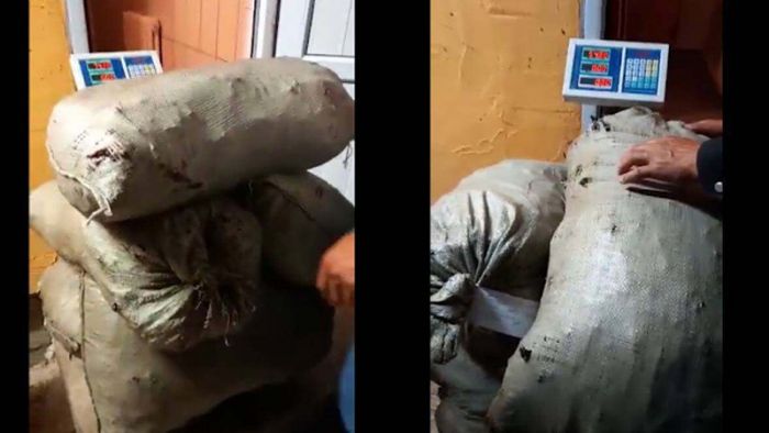 470 кг красного корня и птенцов краснокнижного улара изъяли у браконьера в Алматинской области