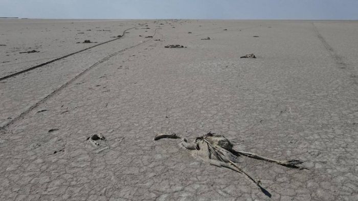 Сотни фламинго погибли на пересохшем озере в Турции