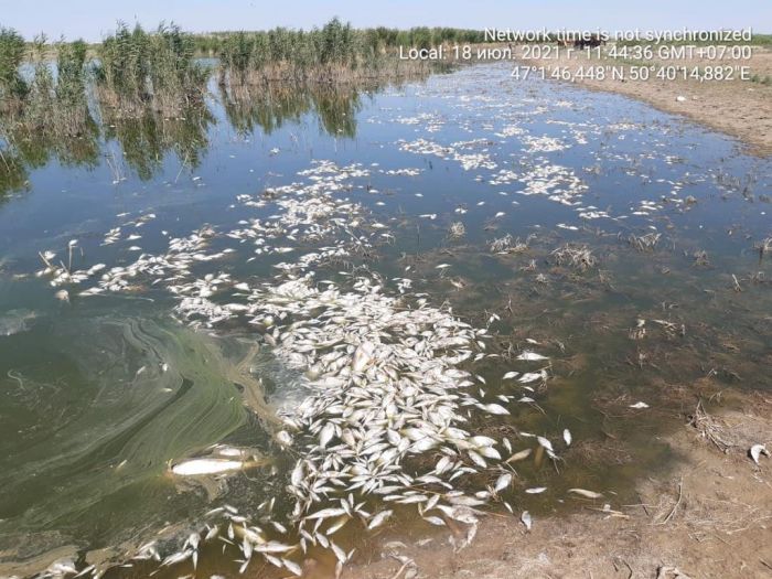 В Нарынском канале погибло много мелкой рыбы 