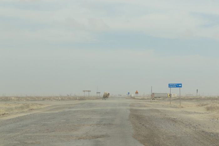 Жара. Скотине тоже плохо