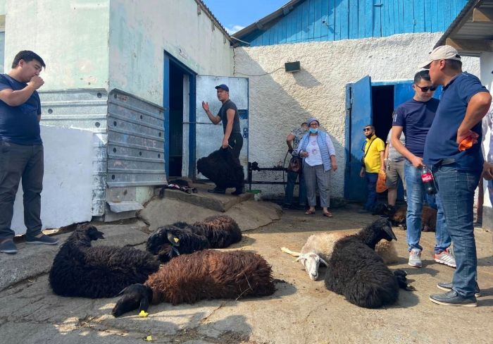 Скотные рынки накануне Курбан айта