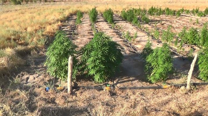 Жители Кызылординской области задержаны за культивирование наркотиков