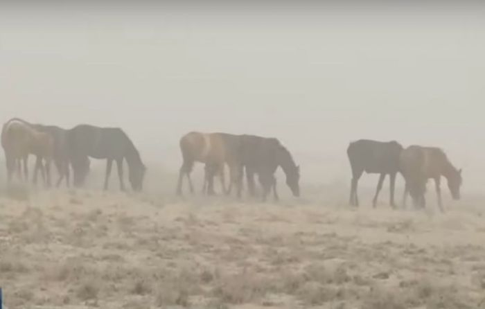 Засуха была ожидаема, но мы оказались не готовы - Минсельхоз о массовом падеже скота в Мангыстау 