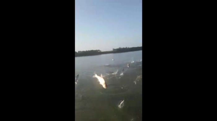 В устье Урала сняли на видео «летающую» рыбу