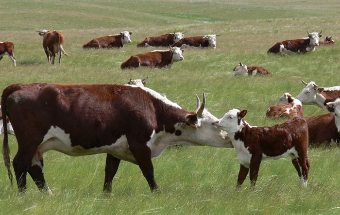 Ветеринары подделали акты о вакцинации скота в Жамбылской области