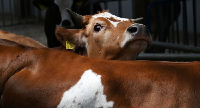 Жителям четырех сел негде пасти скот в Туркестанской области