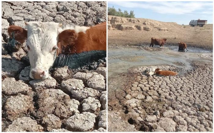 Коровы шли на водопой, а попали в болотную ловушку 