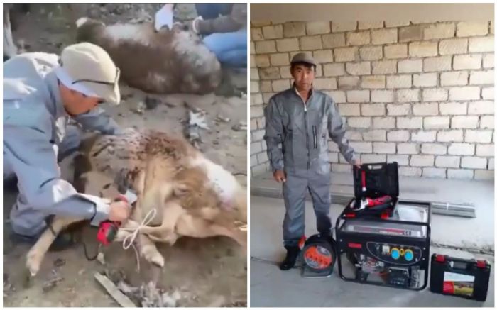 Сельский цирюльник, мастер по овцам 