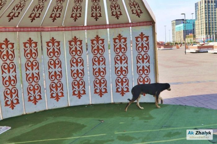 За жестокое обращение с животными усилят ответственность 