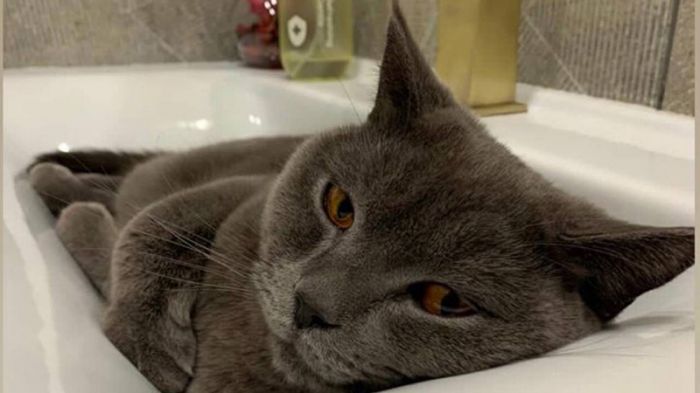 Казахстанцев обяжут чипировать домашних животных