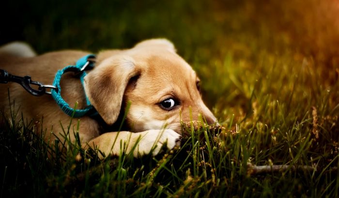 Нельзя заводить питомцев, если нет возможности их содержать – Минэкологии Казахстана 