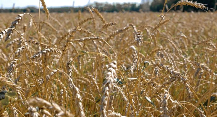 Урожайность пшеницы может снизиться почти на 40%: Токаев о проблеме климата в ЦА 