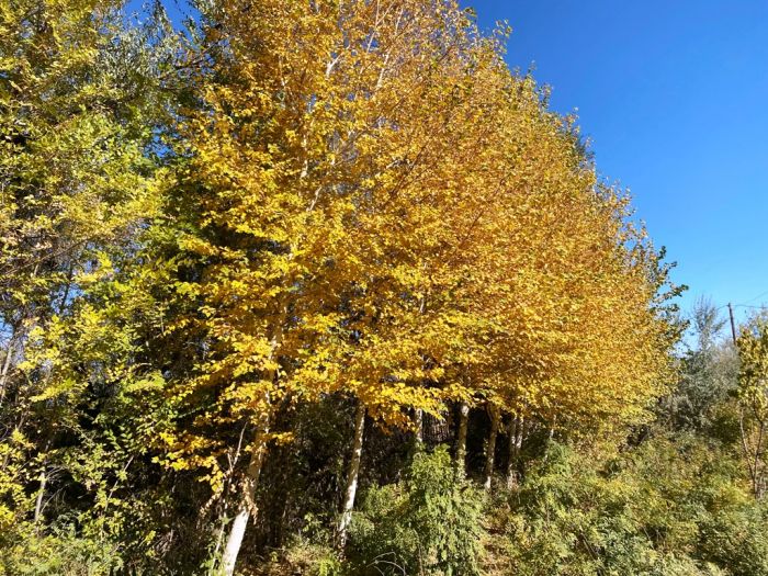 Озеленители с деньгами должны прислушаться к местным спецам