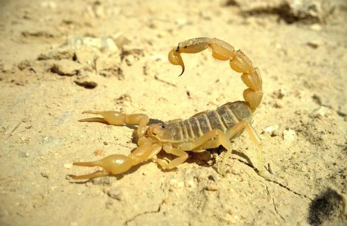 Более 20 атыраусцев пострадали от укусов скорпионов в октябре 