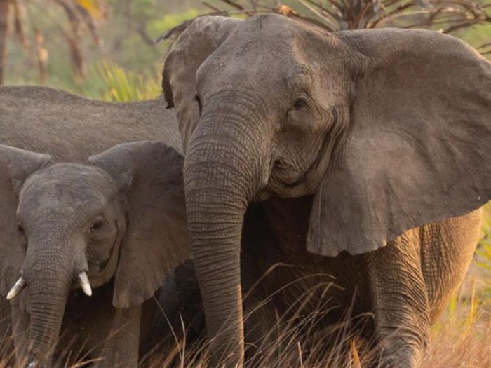 Из-за браконьеров африканские слоны перестали отращивать бивни