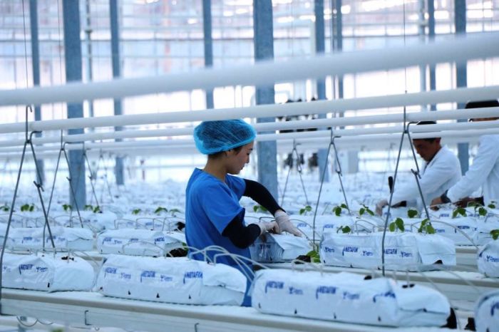 Сельскохозяйственные субсидии: одной рукой дают, другой отнимают 