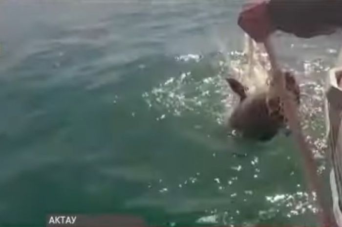 Актауские рыбаки остались без заработка из-за суровых правил рыболовства 