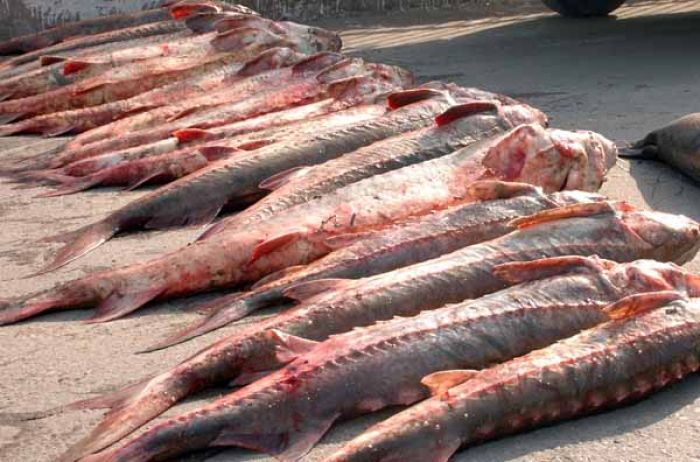 Прикаспийские страны обсудят в Баку квоты на ловлю рыбы и мораторий на отлов осетровых