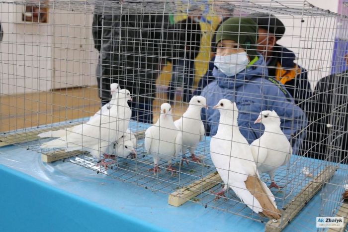 Атырауские и Кызылординские голуби – лучшие танцоры