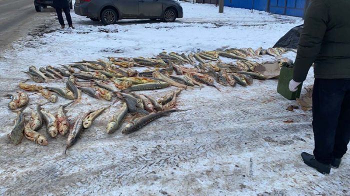 Свыше 1,5 тонны рыбы осетровых пород изъяли у браконьеров в ЗКО