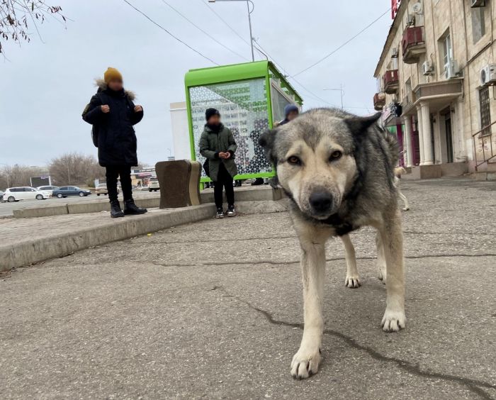 «Регулярный отстрел собак сейчас не ведётся – только по жалобам горожан»