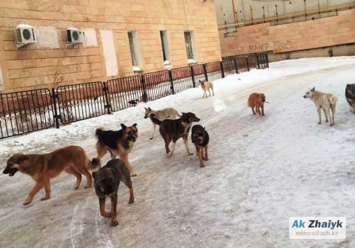 Массовый отстрел собак начался после гибели шестилетней девочки в Усть-Каменогорске 
