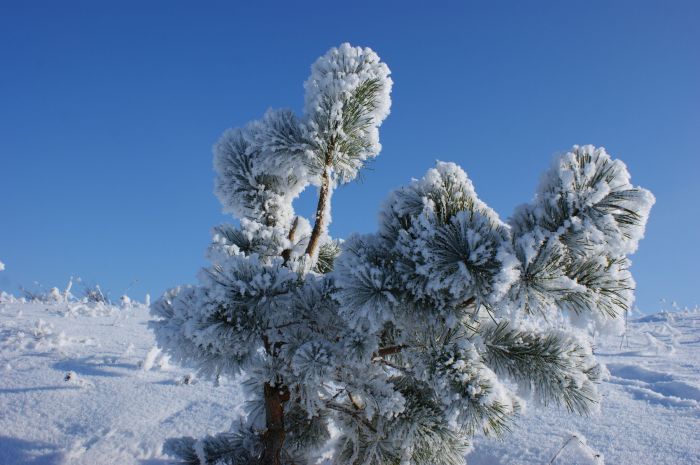 Морозы до минус 28 ожидаются в Казахстане 