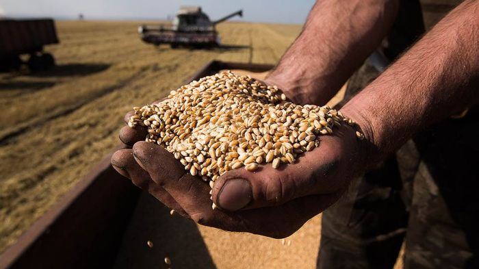 Китай скупил половину всей пшеницы мира