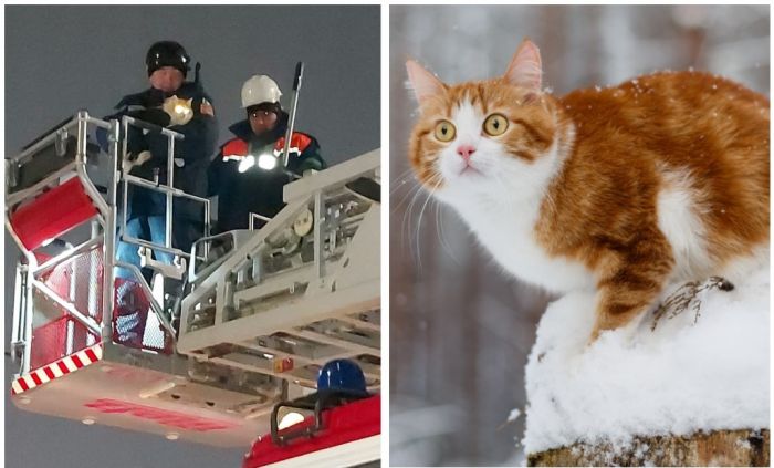 Почти рождественская история: как спасатели кошек выручали 