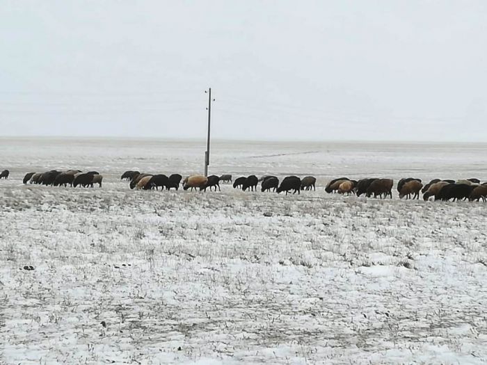 В Сагизе болеет скот