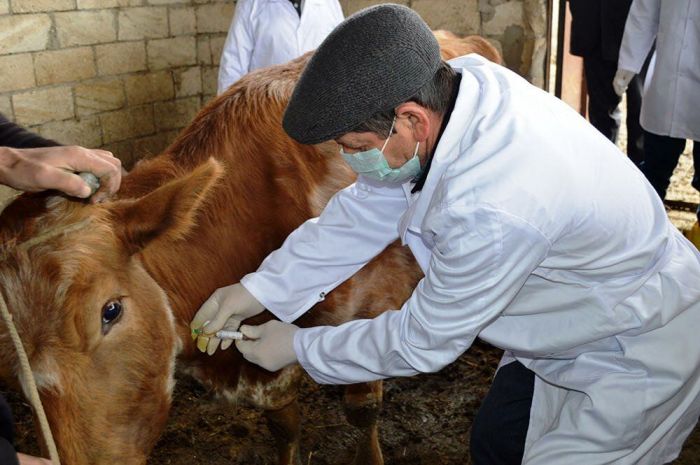 Коровы в Кызылкоге болеют, их лечат, падежа нет 