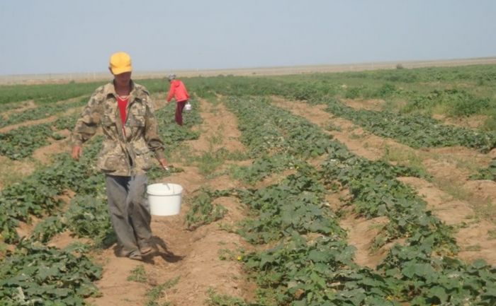 Приезжих работников не хватает, а местные пахать в поле не хотят