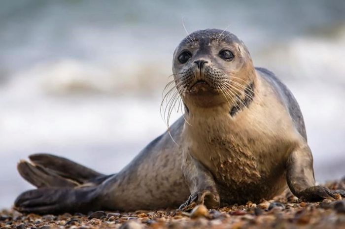 Учёные бьют тревогу: продолжительность жизни каспийских тюленей сильно сократилась