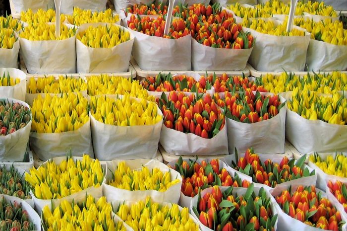 Более тонны цветов завезли в Казахстан в январе-феврале