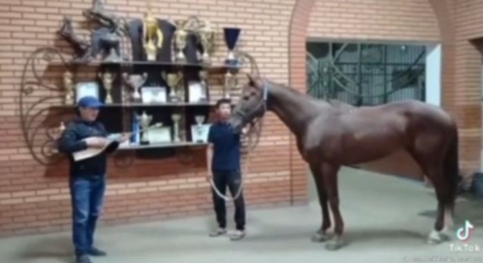 Сельчанин сел в тюрьму после отказа подарить лошадь Болату Назарбаеву 