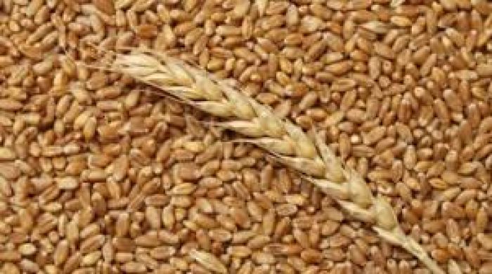 Квоты на экспорт пшеницы из Казахстана введут с 15 апреля – Минсельхоз 