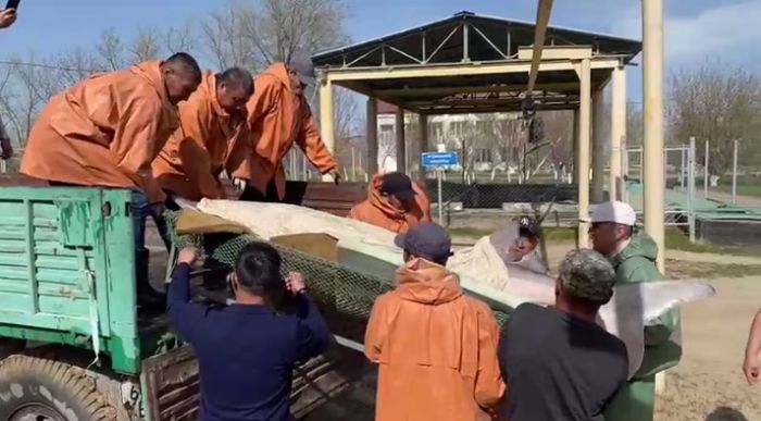 Атырауские рыбаки поймали белугу весом в два центнера 