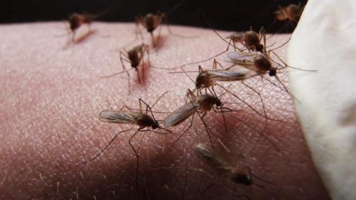 Комаров в Атырау начнут травить в мае