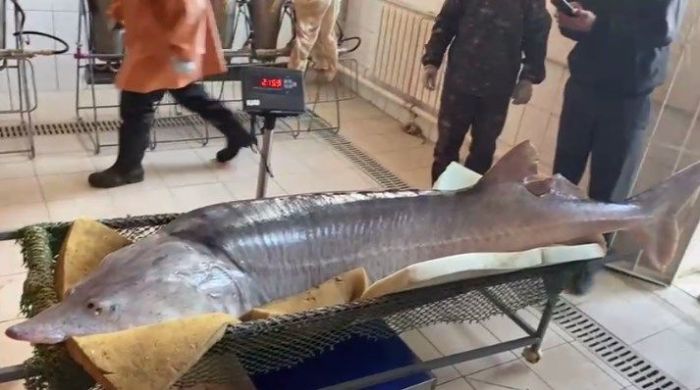 В Атырау большая белуга отдала рыбоводам 35 килограммов икры 