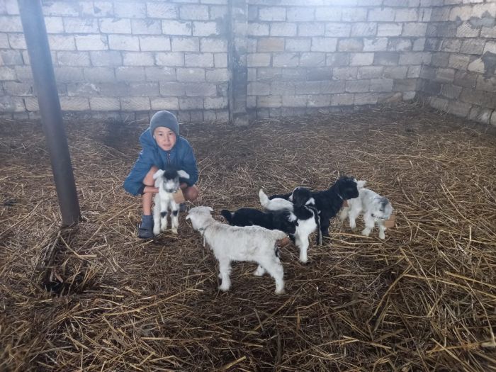 ​«По ночам дежурим в скотном сарае»: начался сезон окота овец