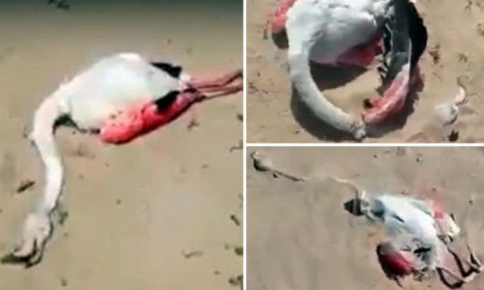 Мёртвых фламинго сняли на видео в Мангистау