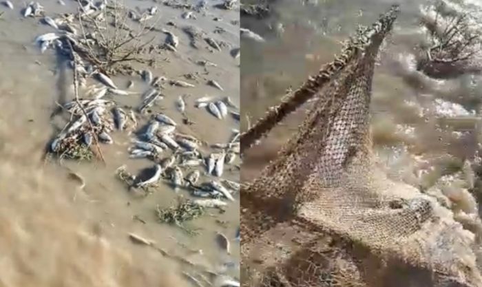 О заморе рыбы в Безымянном