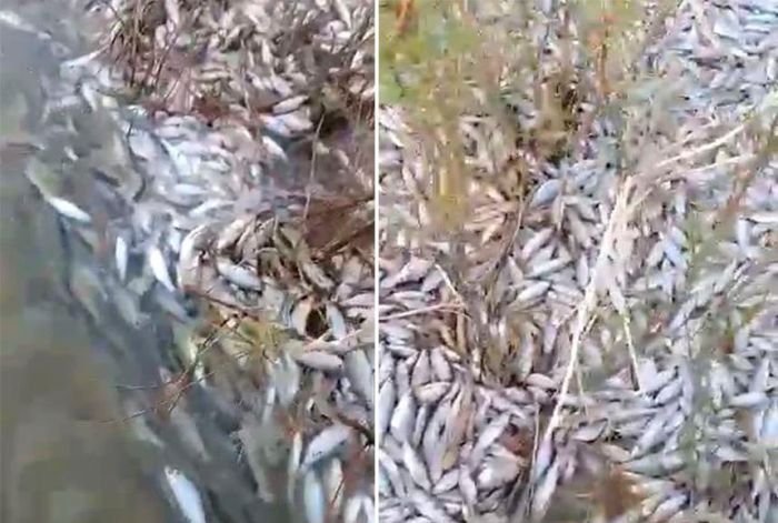 В Махамбетском районе гибнет рыба