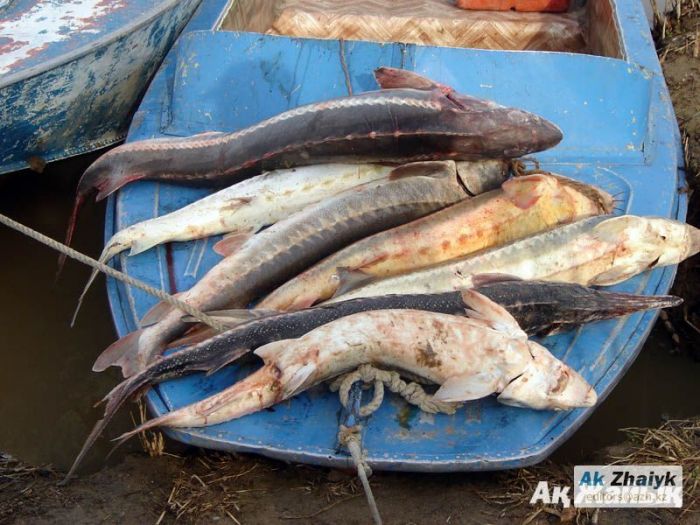 Ловят браконьеров и рыб-производителей 