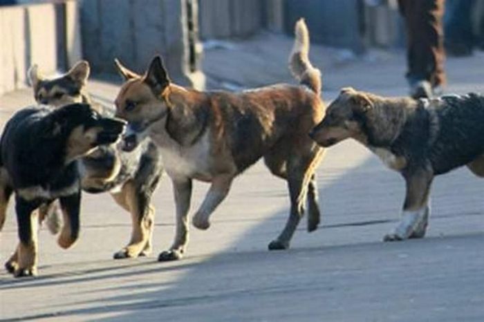 В Атырау стало слишком много бродячих собак