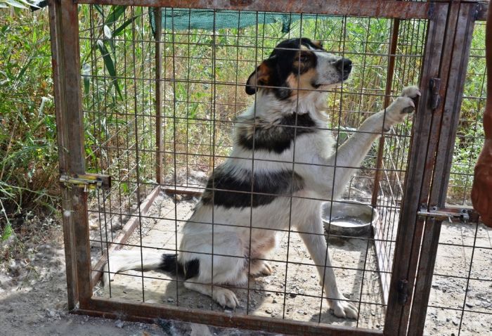 «Быть или не быть» бродячей собаке – в Атырау решает кинолог