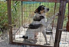 «Быть или не быть» бродячей собаке – в Атырау решает кинолог  