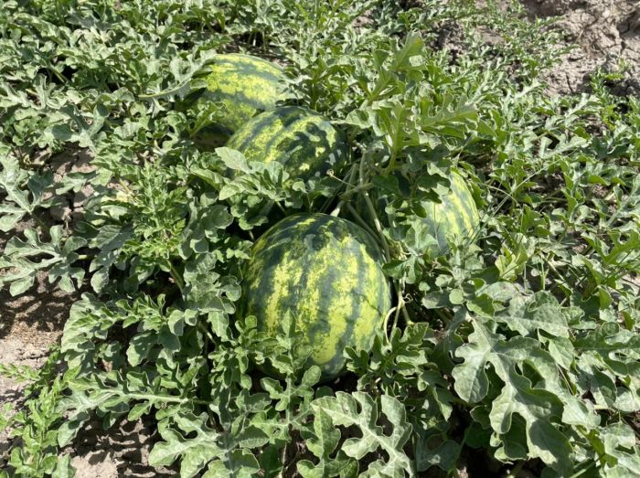 Пошли первые арбузы и дыньки