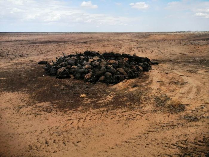 Тысяча ценных овец сгорела в степном пожаре